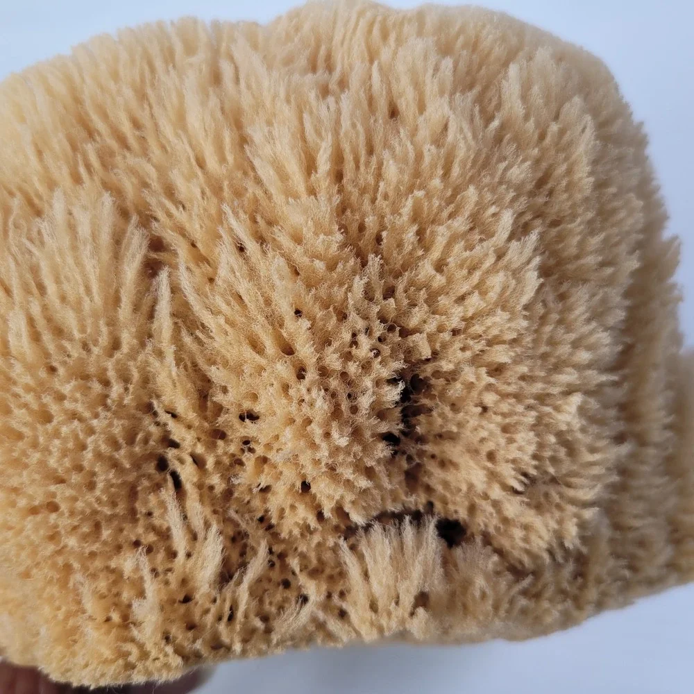 2 Natural Sea‎ Sponges Vase Cap Ocean Nautical Beach House Decor 7